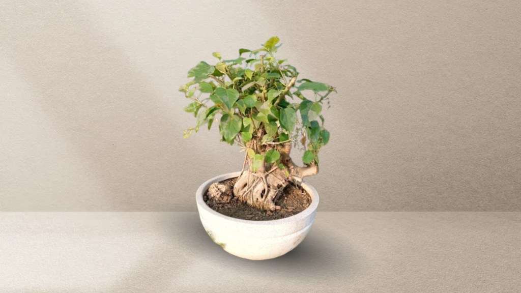 Peepal bonsai tree