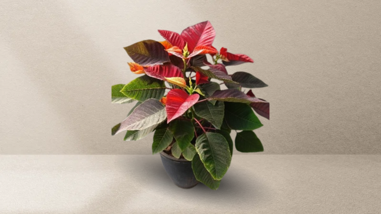 Poinsettia