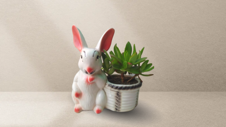 Succulent Plant with ceremic rabbit pot