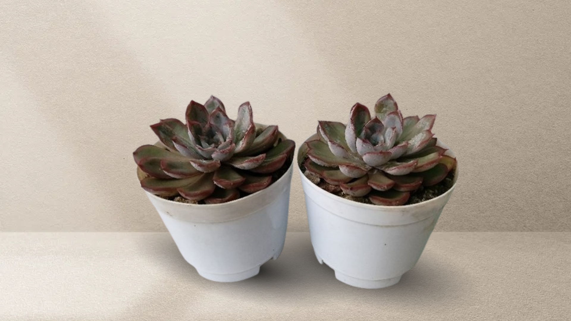 Succulent Plant