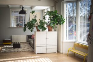 indoor plant tips